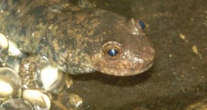 Rivers in wintry cities remain salty year-round