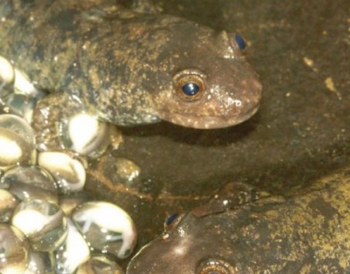 Rivers in wintry cities remain salty year-round