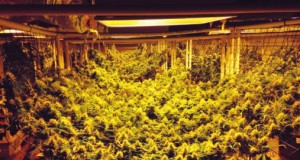 Colorado goes legal, ho hum