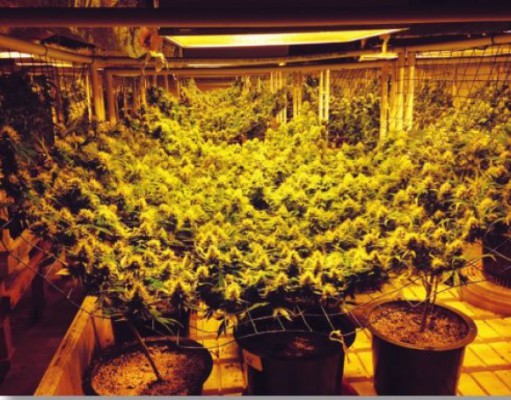 Colorado goes legal, ho hum