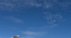 A darker shade of snow