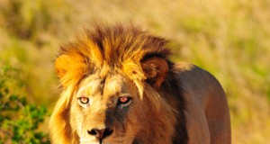 New study shows apex predators in decline