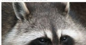 In case you missed it