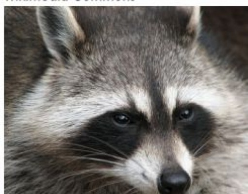 In case you missed it