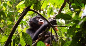 Racing to save bonobos