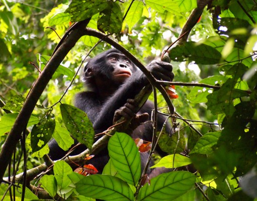 Racing to save bonobos