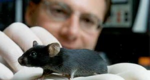 BPA exposure linked to prostate cancer