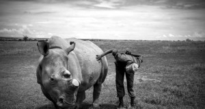 White rhino poaching hits record levels in 2013