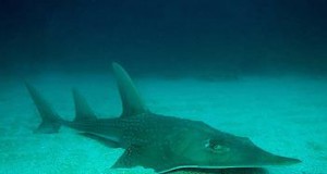 Study finds one-in-four shark species faces extinction