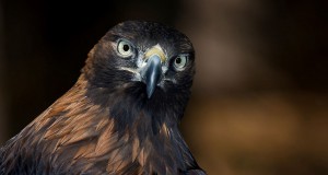 Annual BoCan eagle nesting closures announced