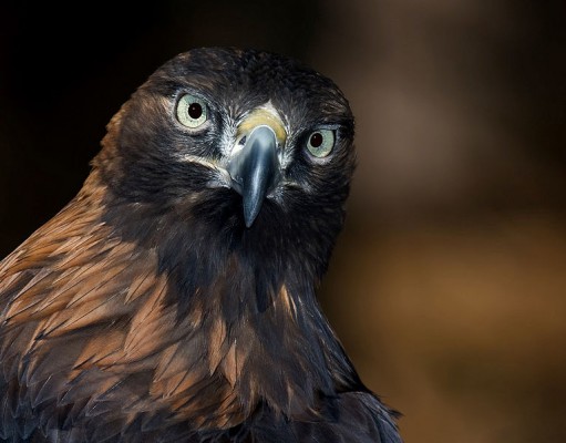 Annual BoCan eagle nesting closures announced