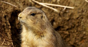 In case you missed it | week of Feb. 6