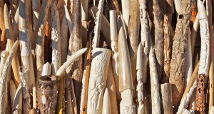Elephant Poaching & Ivory Smashing: A Colorado Cause