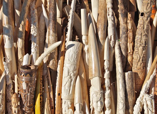 Elephant Poaching & Ivory Smashing: A Colorado Cause