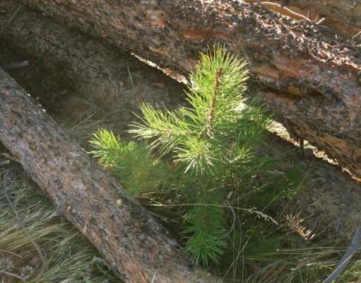 Sustaining Colorado’s forests