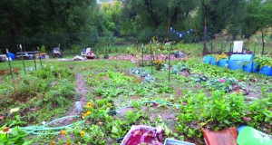 Growing past the flood