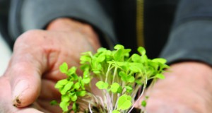 Growing up the greener way