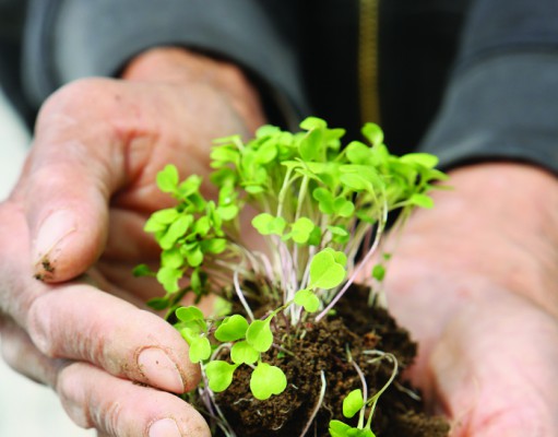 Growing up the greener way