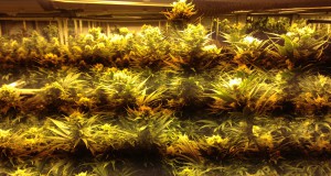 Medical cannabis heads toward the tipping point