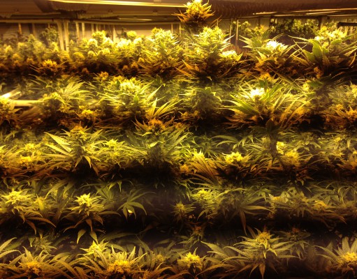 Medical cannabis heads toward the tipping point