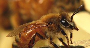 Can RNAi technology save the honeybee?