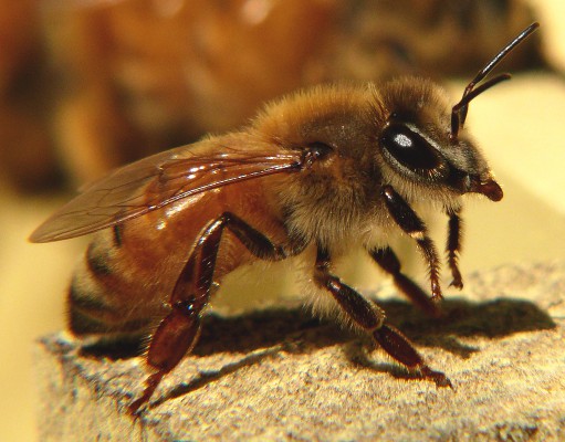 Can RNAi technology save the honeybee?