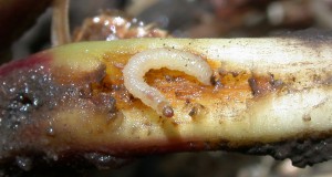 RNA interference technology as a pesticide