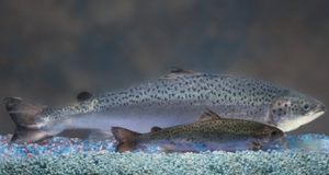 In case you missed it