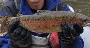Rainbow trout making big comeback in Colorado
