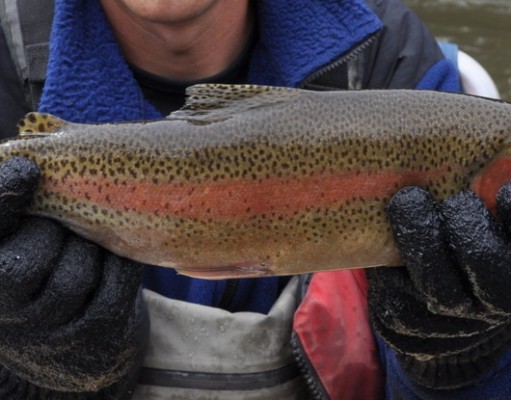Rainbow trout making big comeback in Colorado