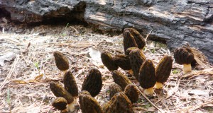 Morel madness in Colorado