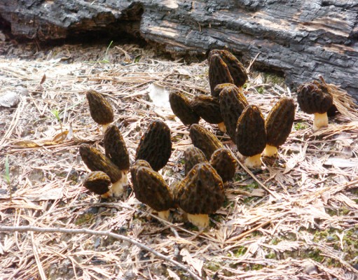 Morel madness in Colorado