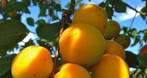 Rising CO2 levels to cut key nutrients in global crops