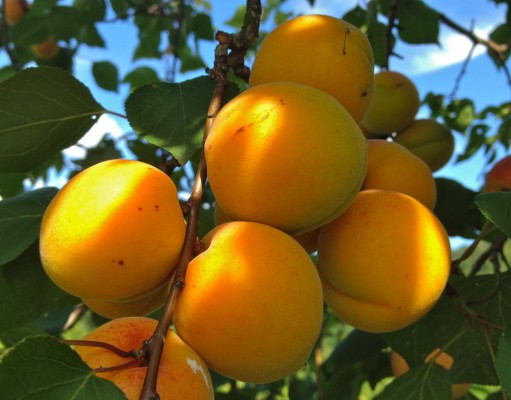 Rising CO2 levels to cut key nutrients in global crops