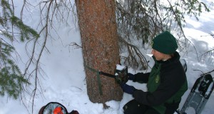 Lynx are back in Colorado, but still facing threats