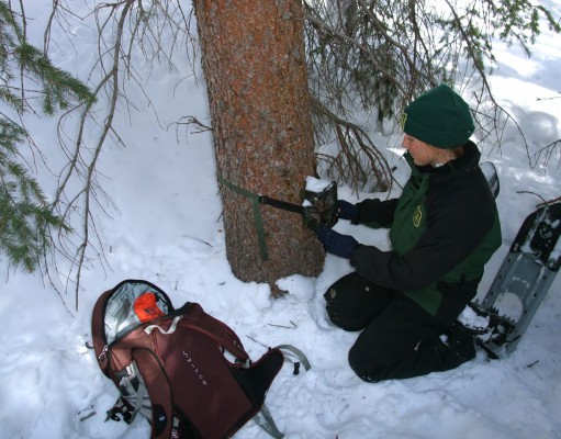 Lynx are back in Colorado, but still facing threats