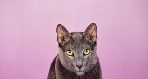 Arts | Week of June 19, 2014