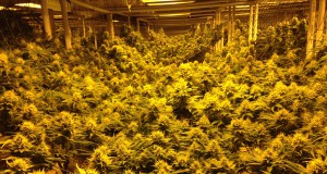 Commercial cannabis at six months: The sky hasn’t fallen