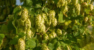 The Magical Ingredient