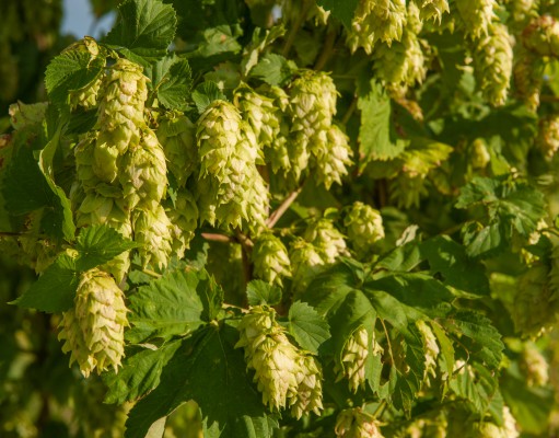 The Magical Ingredient