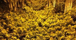 The myth of super pot