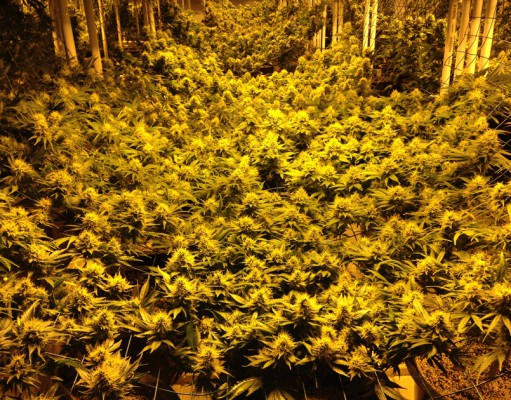 The myth of super pot