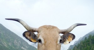 Eat a plant and spare a tree