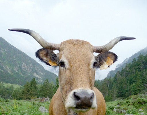 Eat a plant and spare a tree