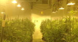 Marijuana Growing Practices