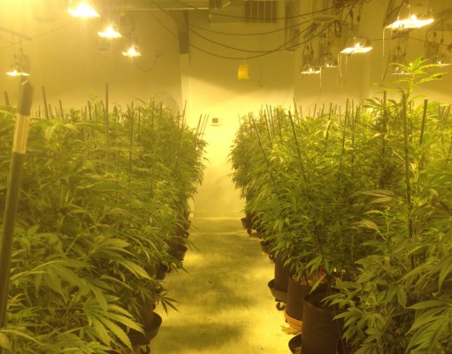 Marijuana Growing Practices