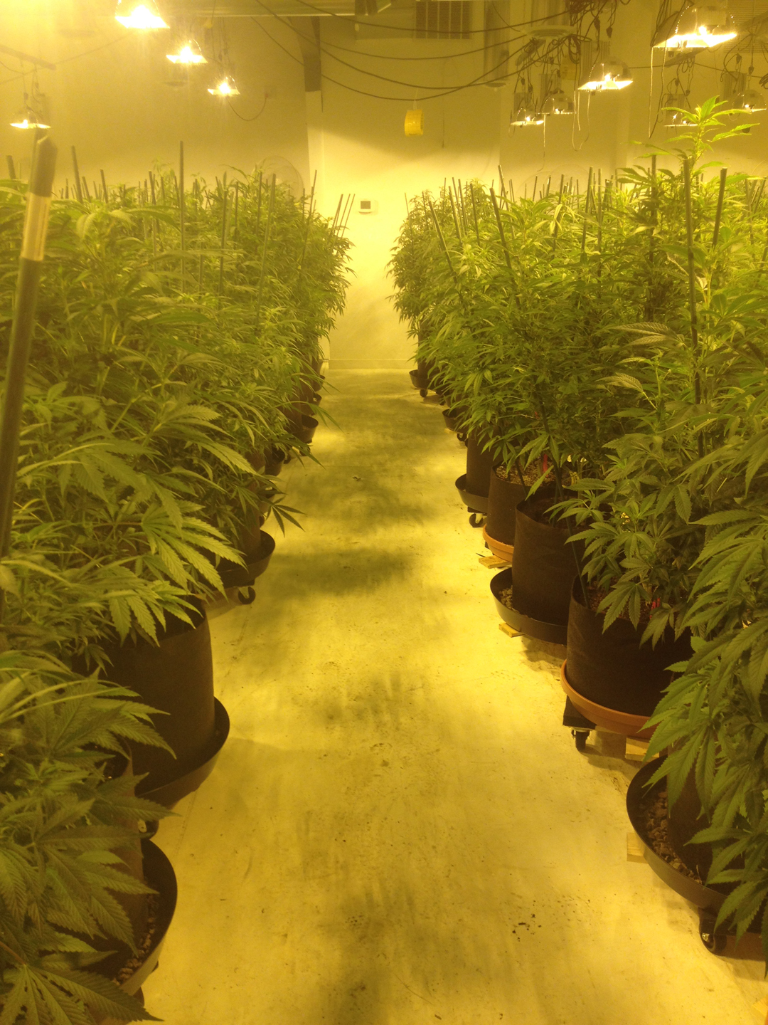 Marijuana Growing Practices