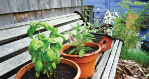 The dirt on reusing soil