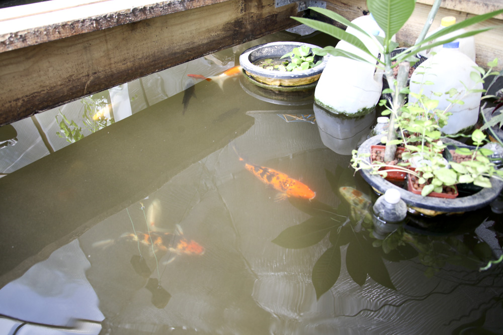 Fish food