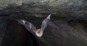 Wind turbines may lure bats into fatal errors